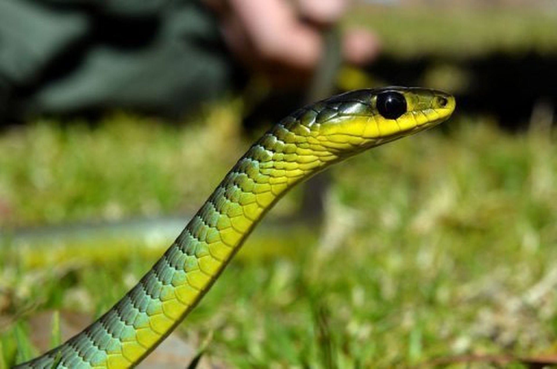 snake-crosses-border-in-ute