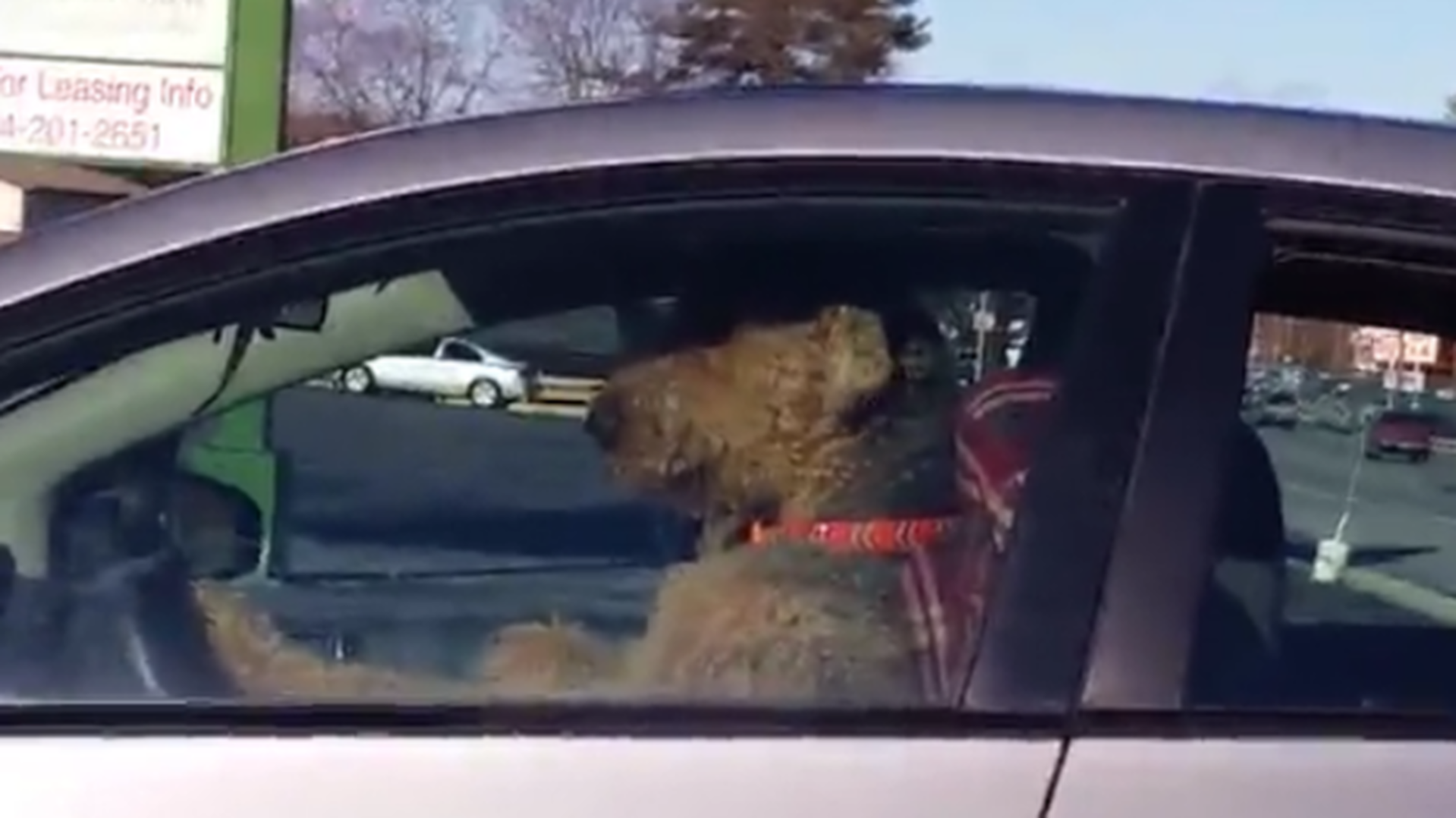 Impatient dog honks horn