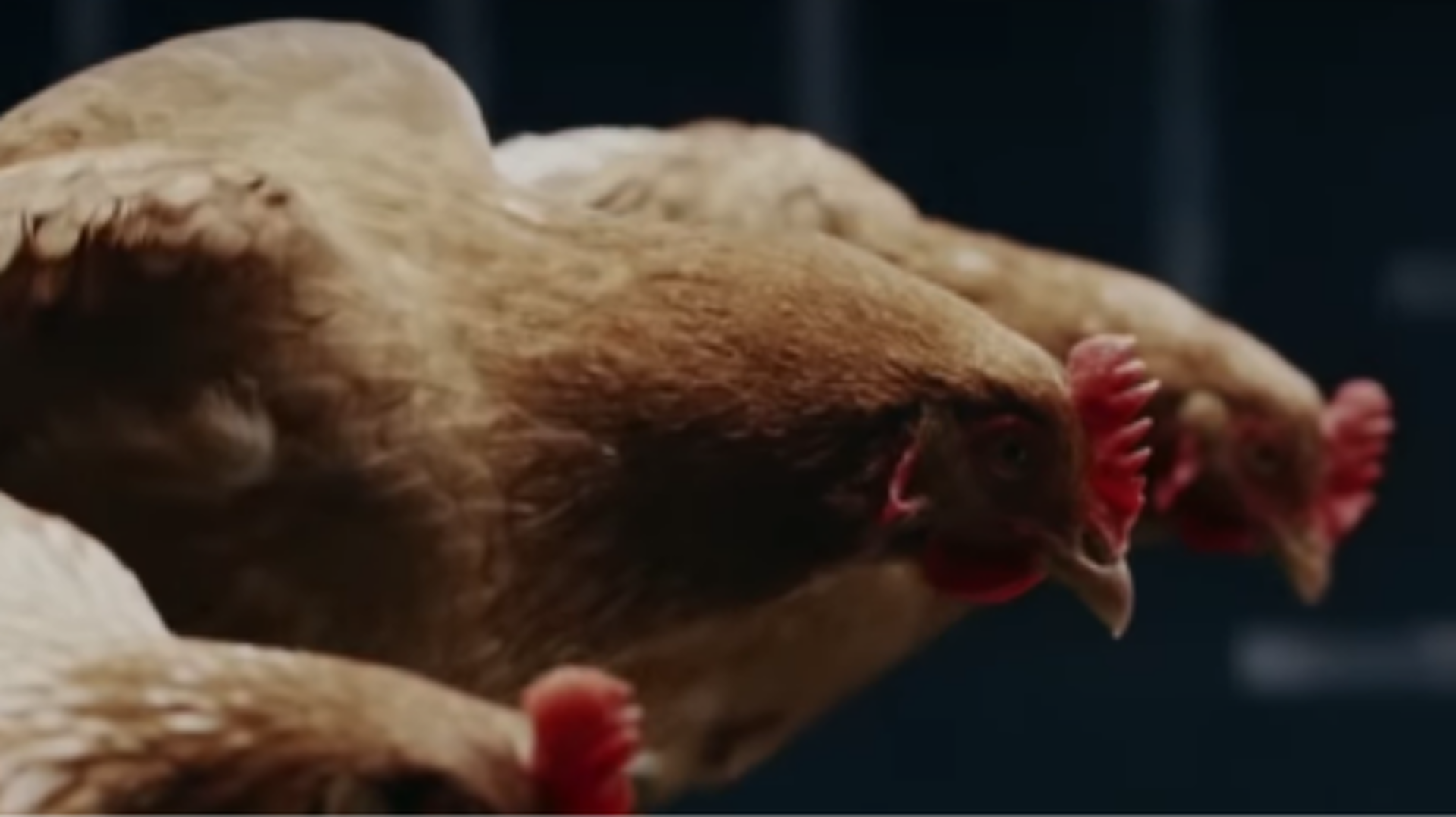 Autofile News / MercedesBenz brings you dancing chickens
