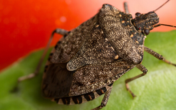 Clarity over stink bug rules