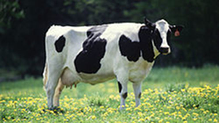 NZ dairy cattle increase