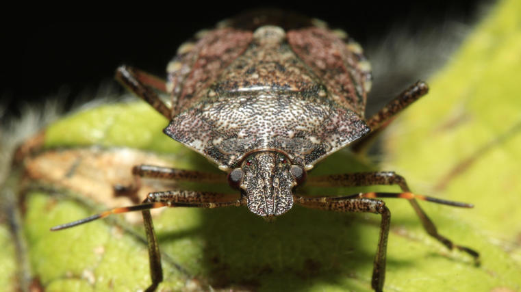 Biosecurity ready for stink bugs