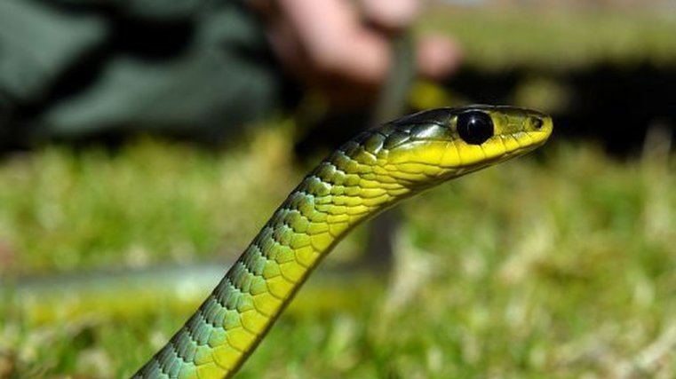 Snake crosses border in ute