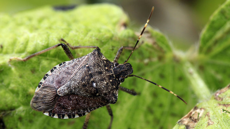 Updated stink bug measures