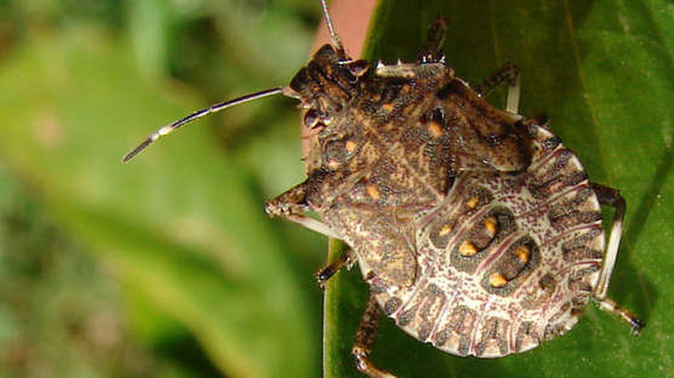 Visitors educated about stink bugs