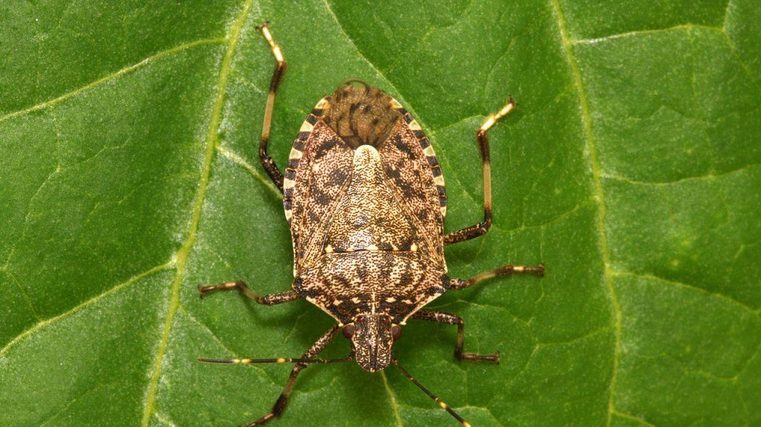 Arrival of the stink bug season