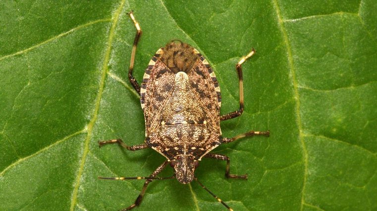 Arrival of the stink bug season 