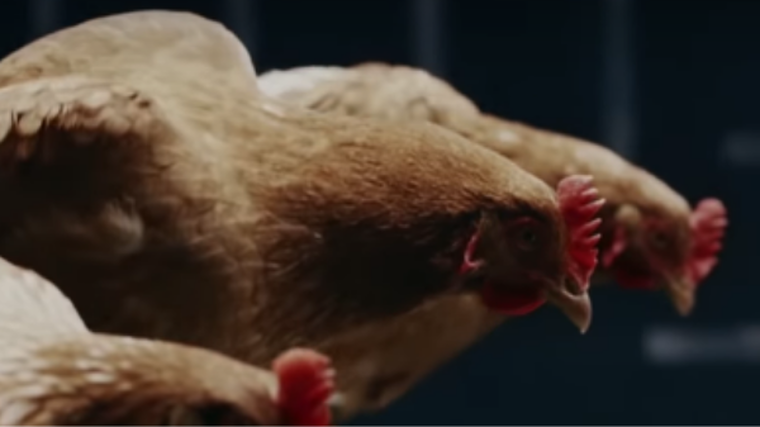 Mercedes-Benz brings you dancing chickens