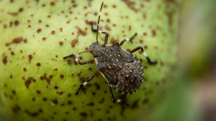 New Zealand extra wary of stink bugs after European surge