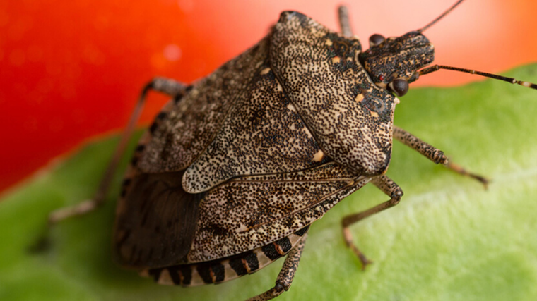 Action on stink bugs revealed