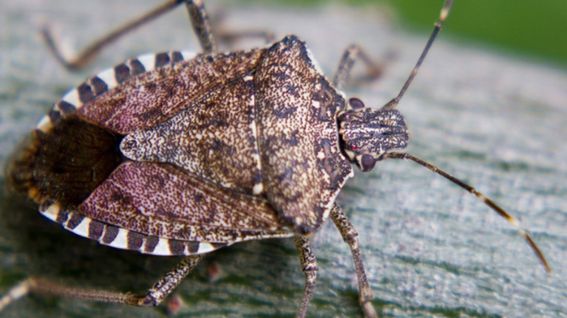 Autofile - News / Bid to cut stink-bug threat