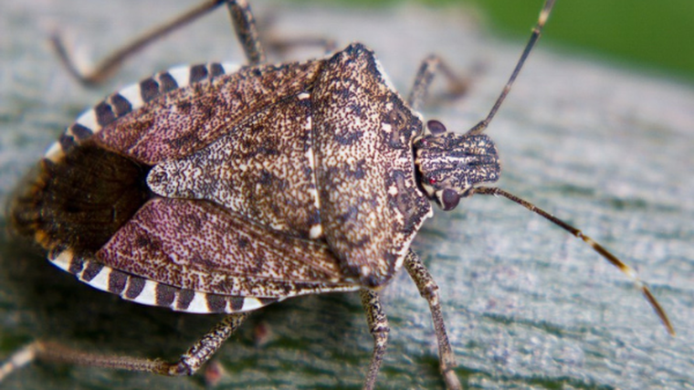Bid to cut stink-bug threat