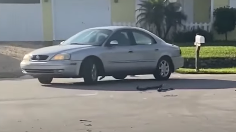 Dog takes car for drive