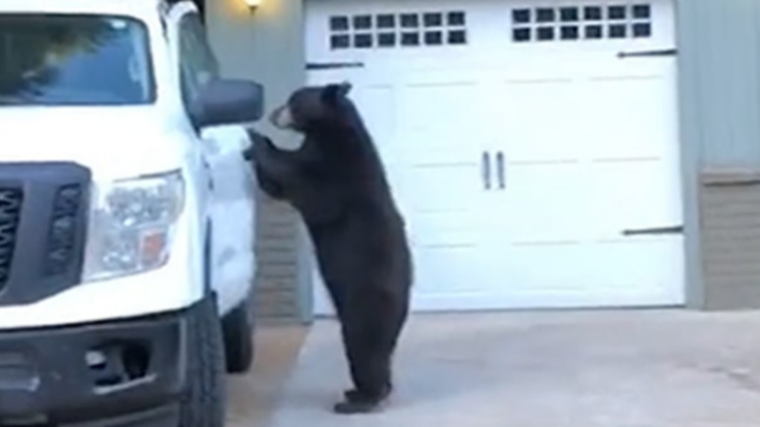 Wild bear gets stuck in ute