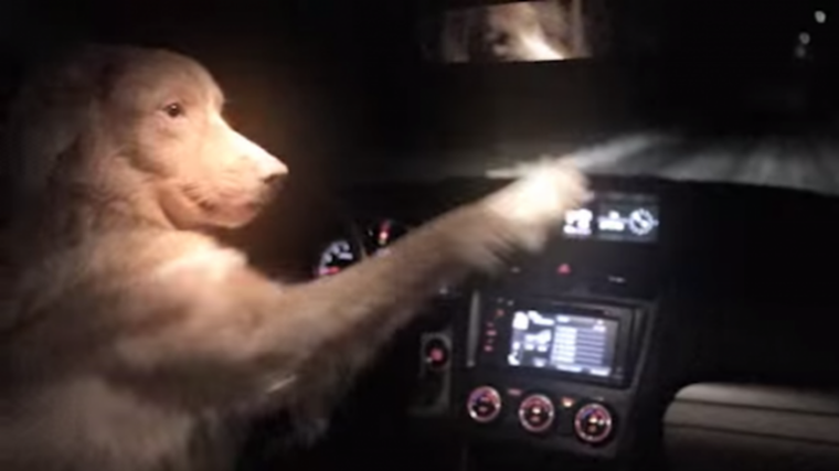 Dog fakes death to steal car