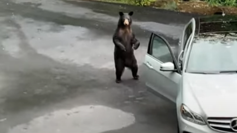 Yells scare bear away from car 