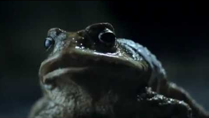 Toad banter hit for Ford