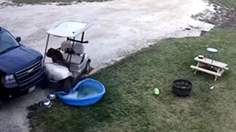 Curious dog crashes cart into Chevy