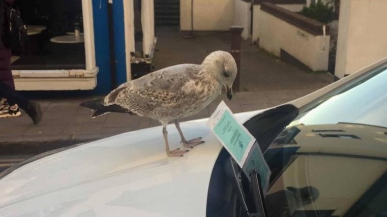 Seagull swipes parking ticket