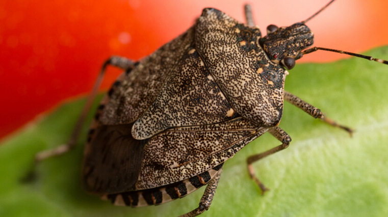 Report stink bugs online