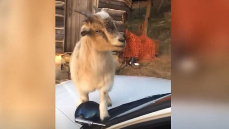 Goats ransack police car