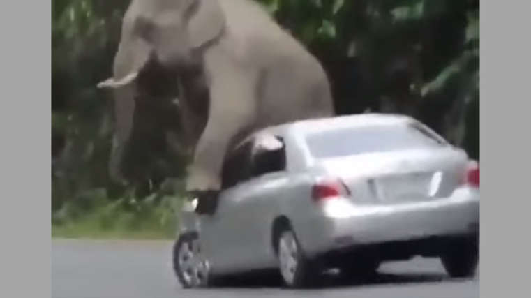 Elephant scratches itch with car