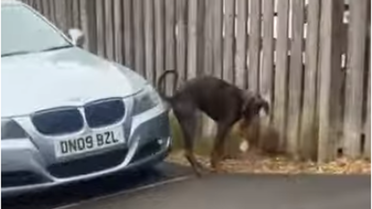 Dog plants poo on BMW