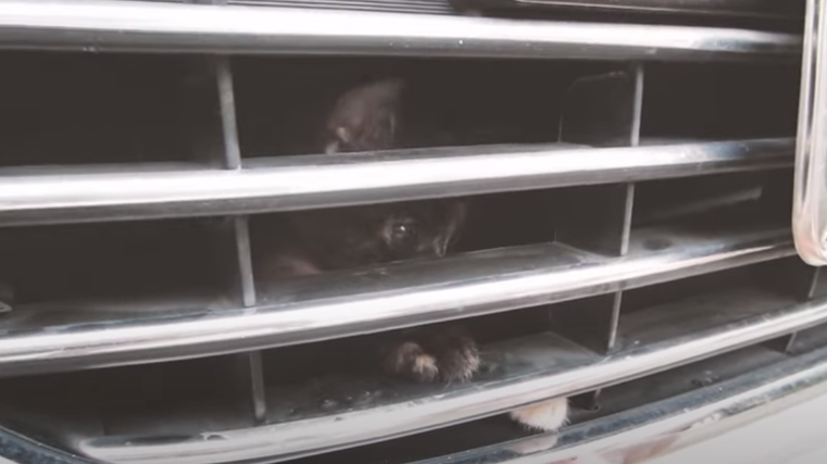 Take caution – pussy alert