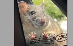 Rat on car terrifies actor