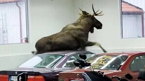 Loose moose trashes BMWs