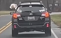 Dog gets zoomies in car