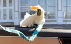 Cockatoo loves car-surfing