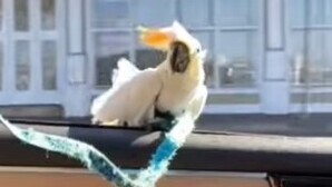 Cockatoo loves car-surfing