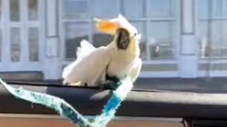 Cockatoo loves car-surfing