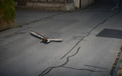 Duck caught on speed camera