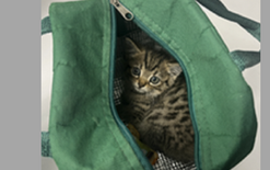 Purr-fect end after engine fright