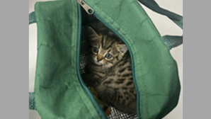 Purr-fect end after engine fright