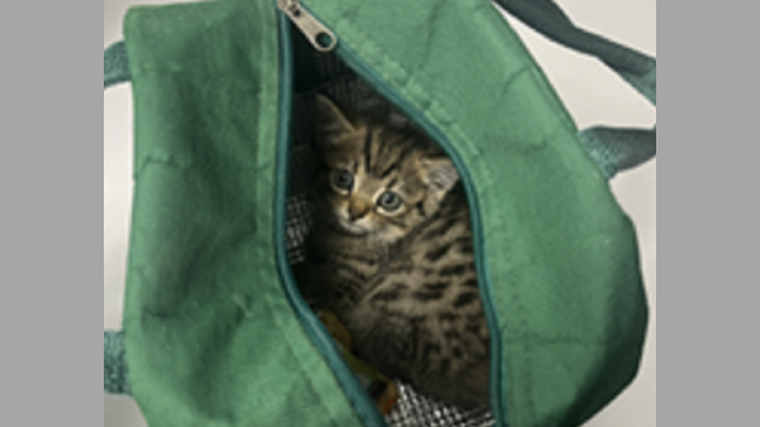Purr-fect end after engine fright