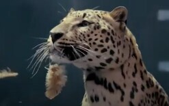 Jaguar bites back at rival