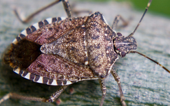 Scrutiny on stink bug rules