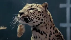 Jaguar bites back at rival