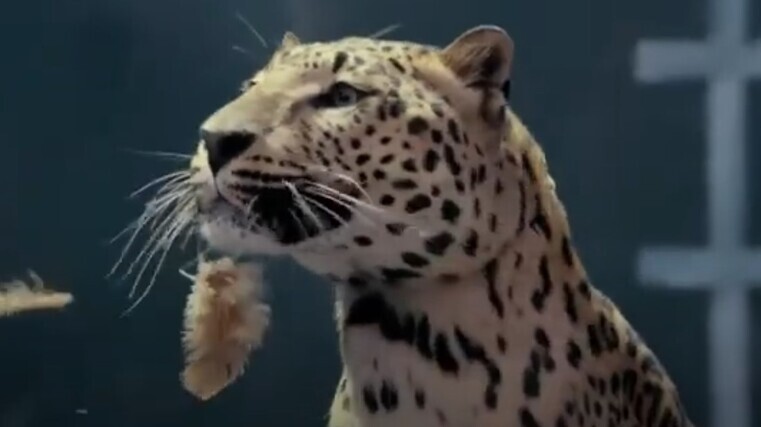 Jaguar bites back at rival