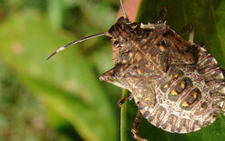 Have your say on stink bug rules