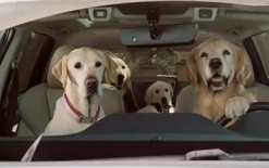 Ruff side of marketing