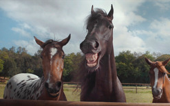 Horsing around proves viral hit